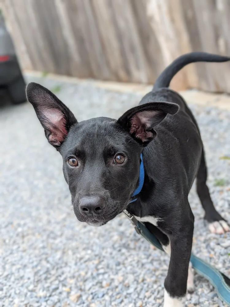 Hendrix, a ADOPTABLE mixed breed in Huntsville, AL image 1/5