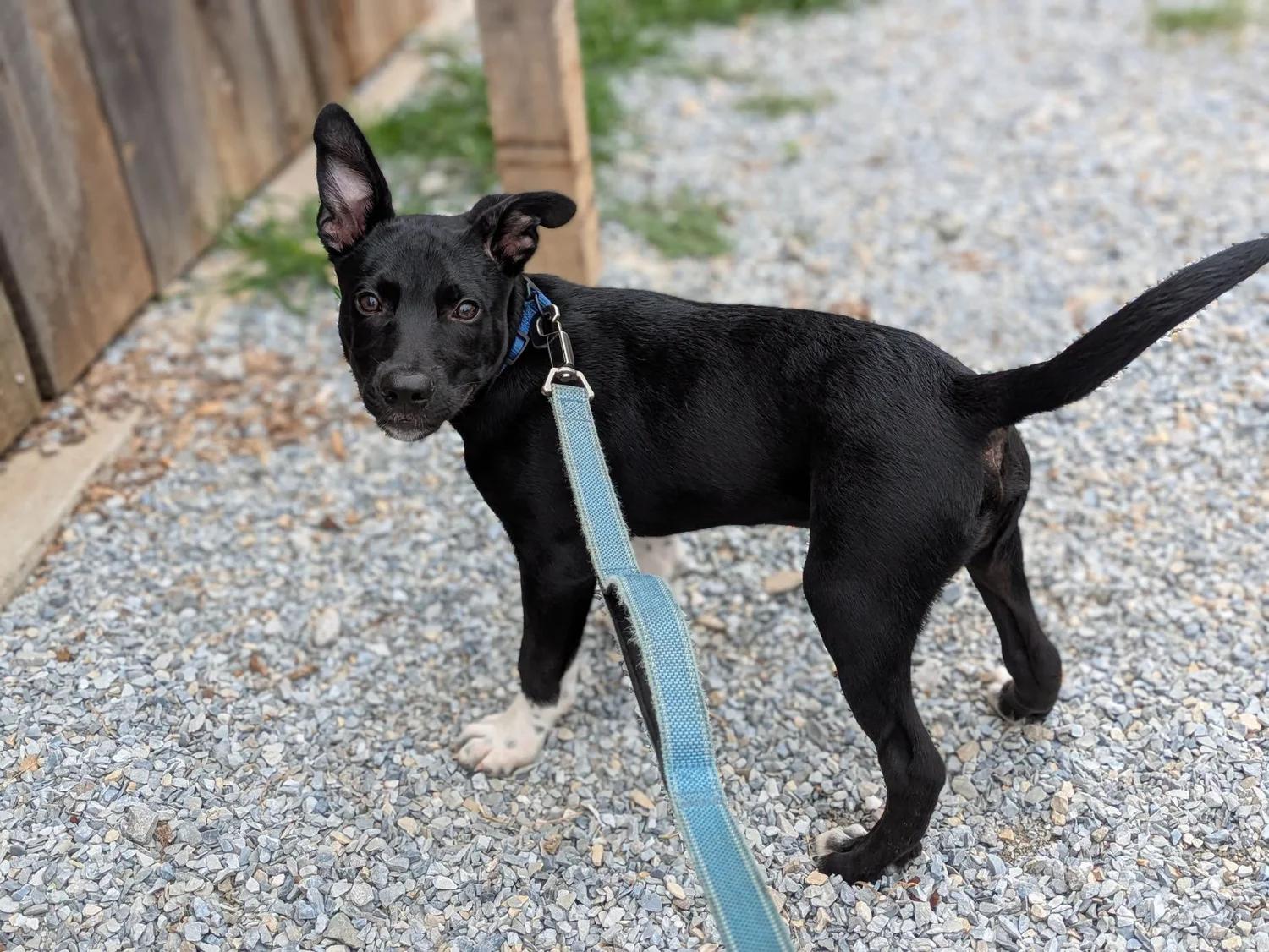 Hendrix, a ADOPTABLE mixed breed in Huntsville, AL image 3/5