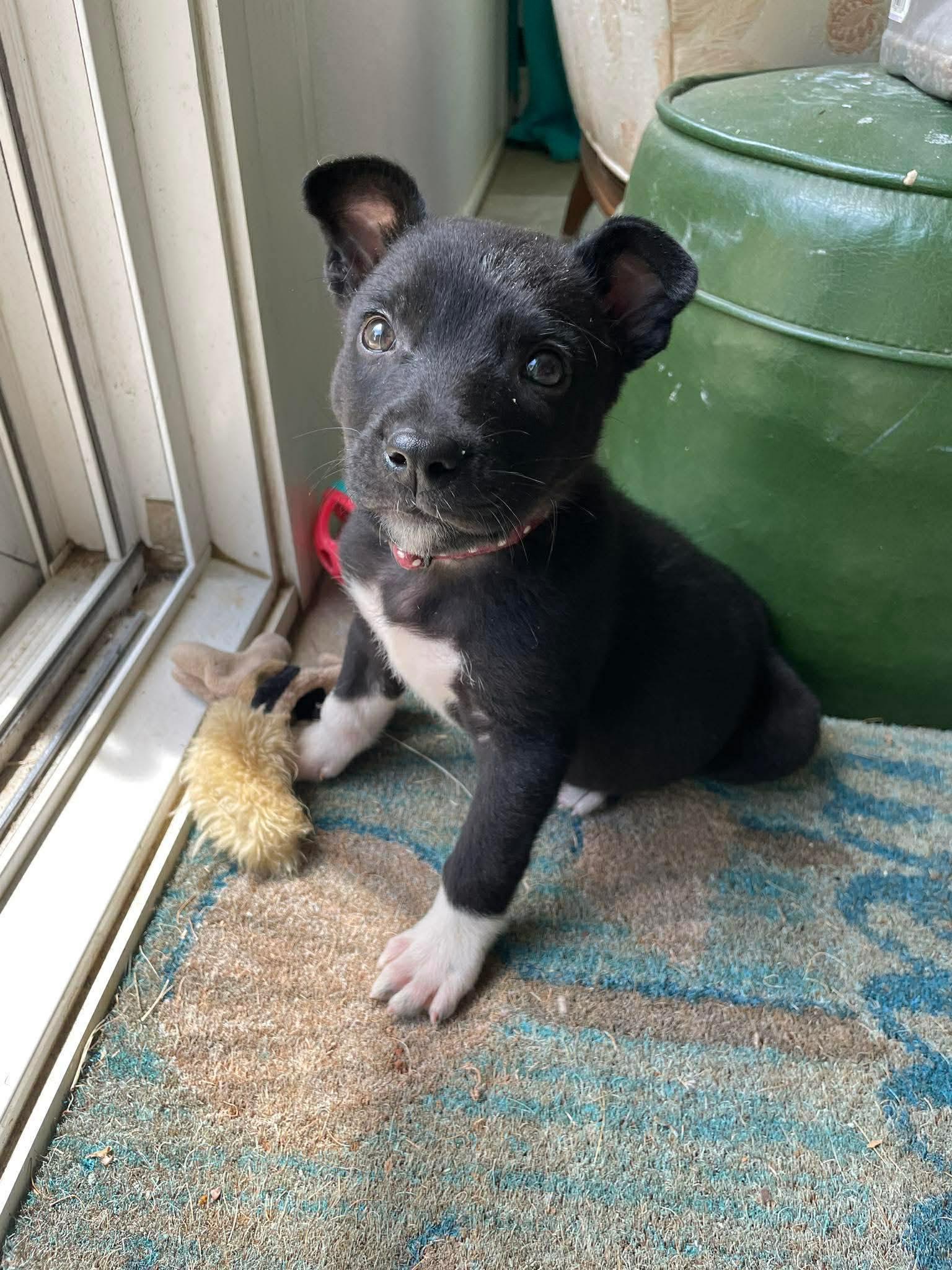 Hendrix, a ADOPTABLE mixed breed in Huntsville, AL image 5/5