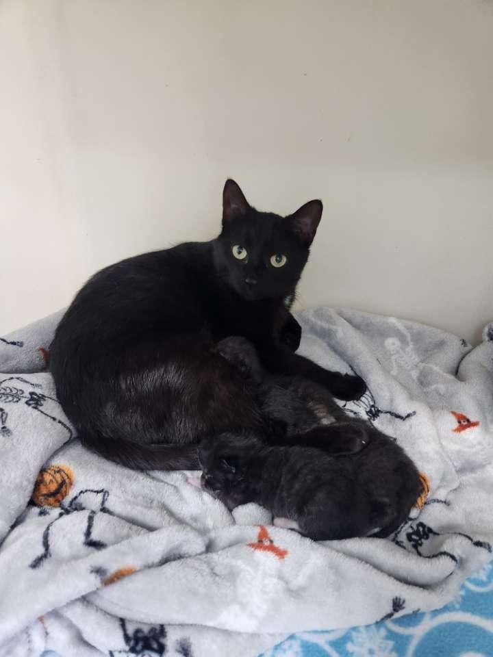 Calamity Jane, Adoptable, Adult Female Domestic Short Hair.