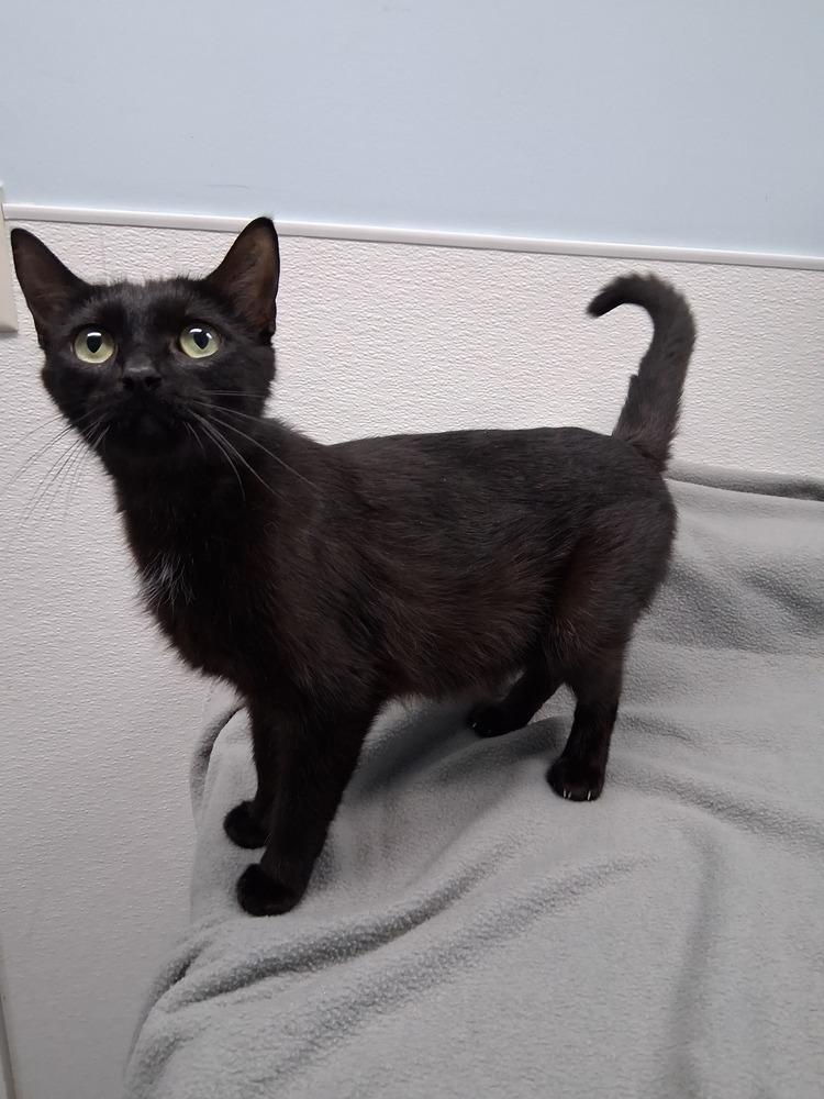 Enlarge Calamity Jane, a Adoptable Domestic Short Hair in Westfield, WI image 2/2