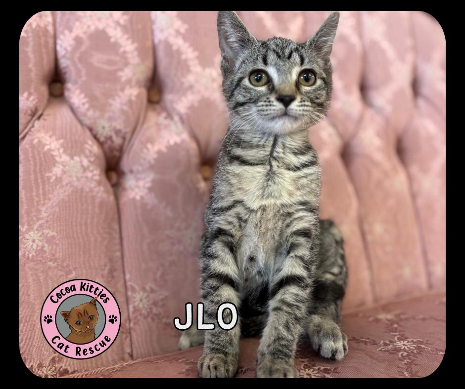 Enlarge JLo, a Adoptable mixed breed in Hershey, PA image 1/1
