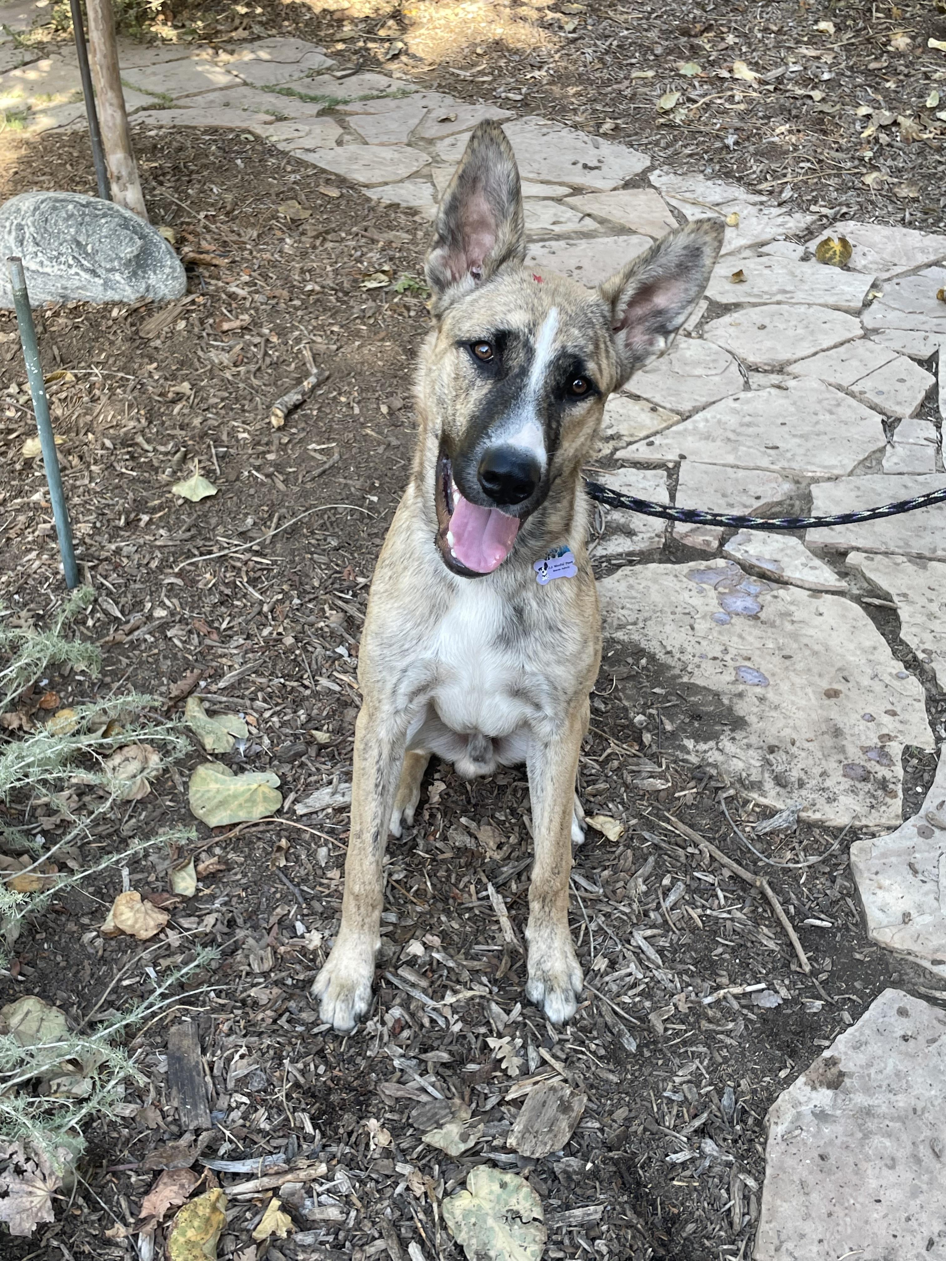 Enlarge Brody, a Adoptable mixed breed in Woodland Hills, CA image 1/2