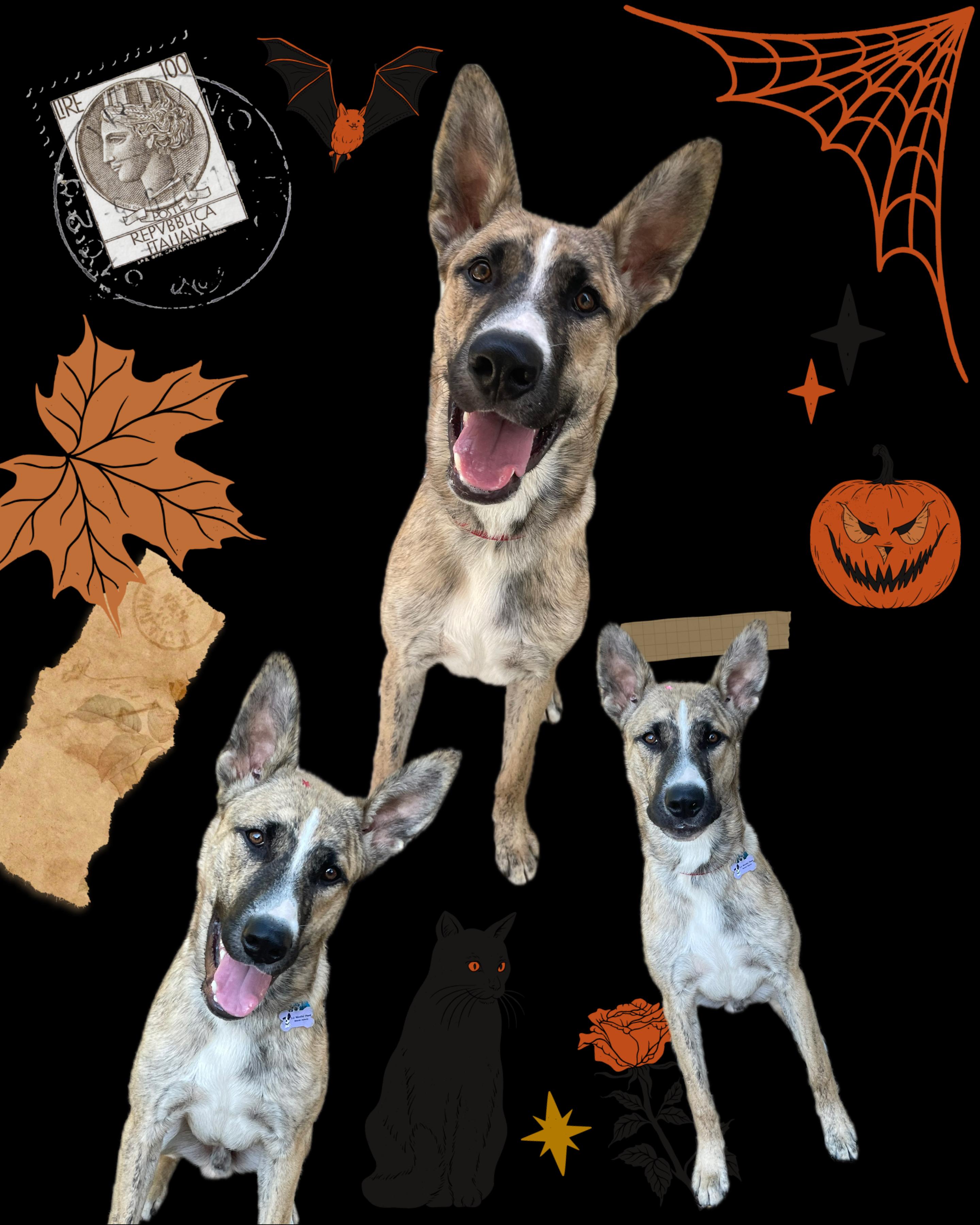 Brody, Adoptable, Young Male Husky & Shepherd.