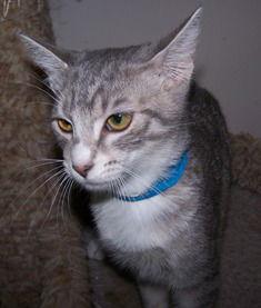Lea Lamb, Adoptable, Adult Female Domestic Short Hair.