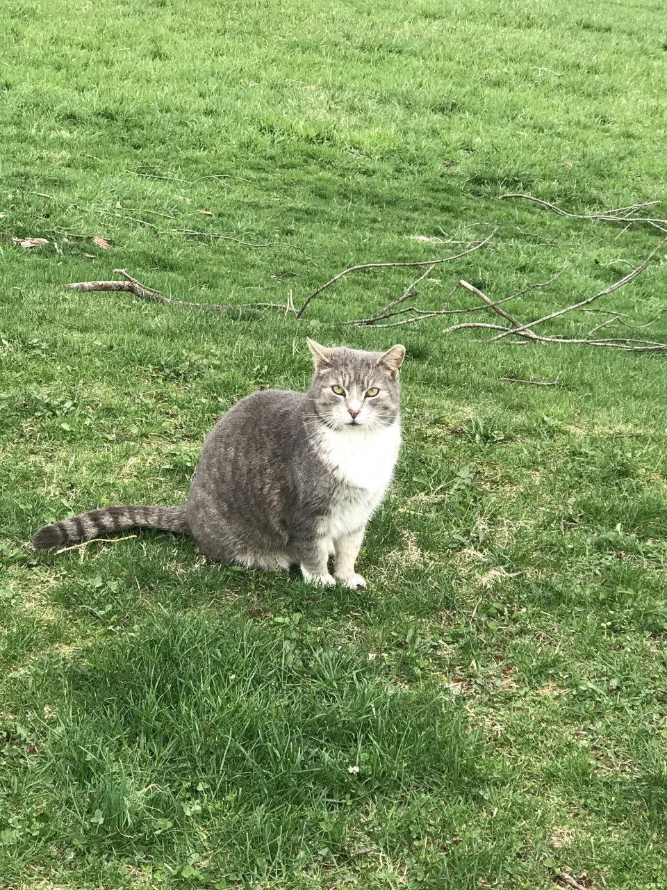 Enlarge Lea Lamb, a Adoptable Domestic Short Hair in Sistersville, WV image 3/3