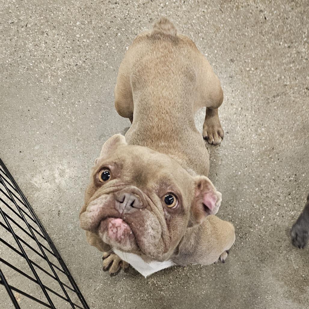 Trudy, Adoptable, Adult Female French Bulldog.