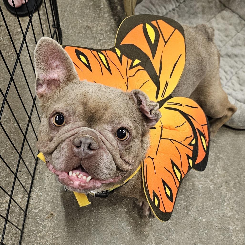 Trudy, a Adoptable French Bulldog in Apple Valley, CA image 1/4