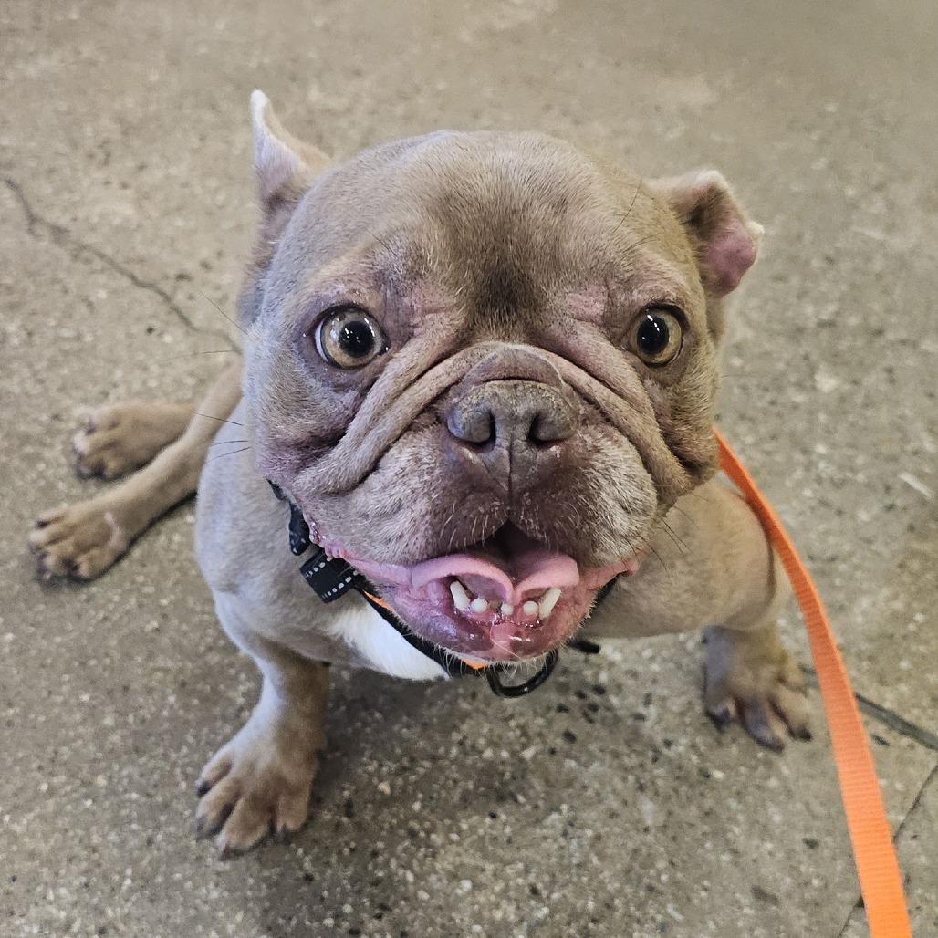 Trudy, Adoptable, Adult Female French Bulldog.
