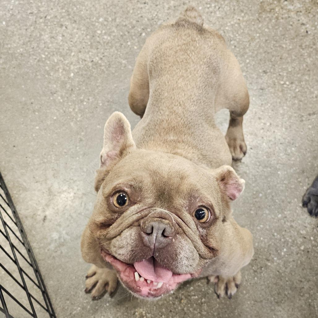 Trudy, a Adoptable French Bulldog in Apple Valley, CA image 4/6