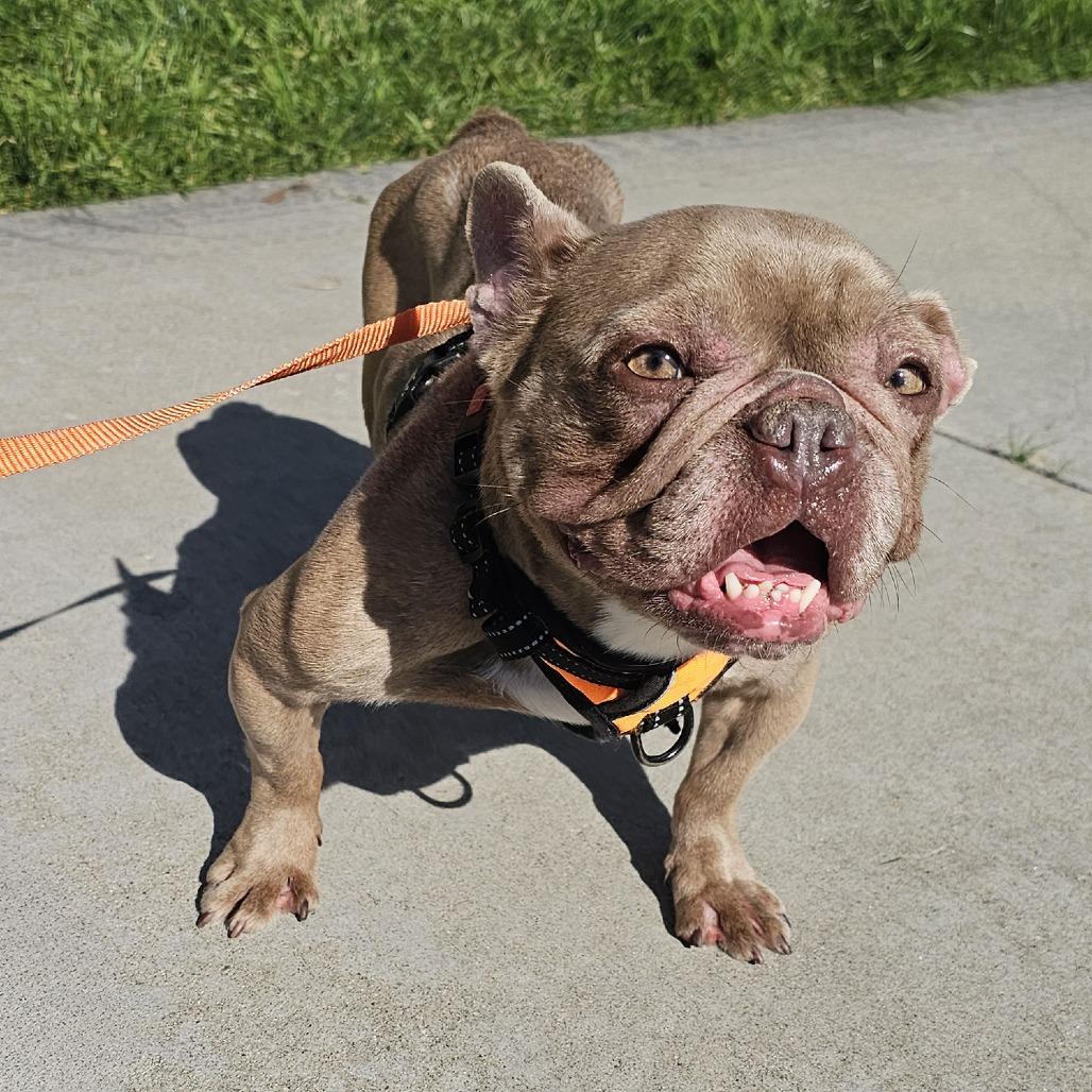 Trudy, a Adoptable French Bulldog in Apple Valley, CA image 2/3