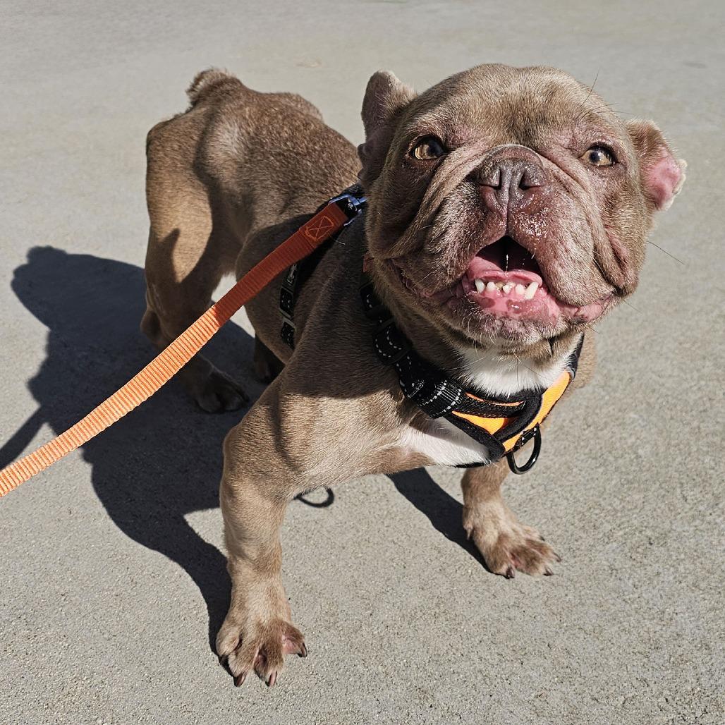 Trudy, a Adoptable French Bulldog in Apple Valley, CA image 3/3