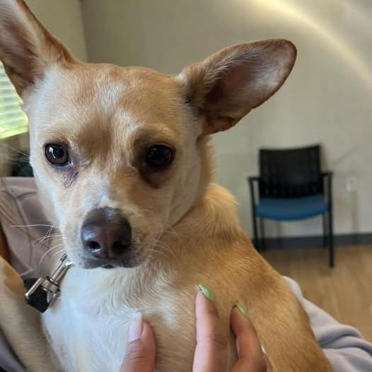 Enlarge 26-276 Darryl, a Adoptable mixed breed in Los Banos, CA image 1/1