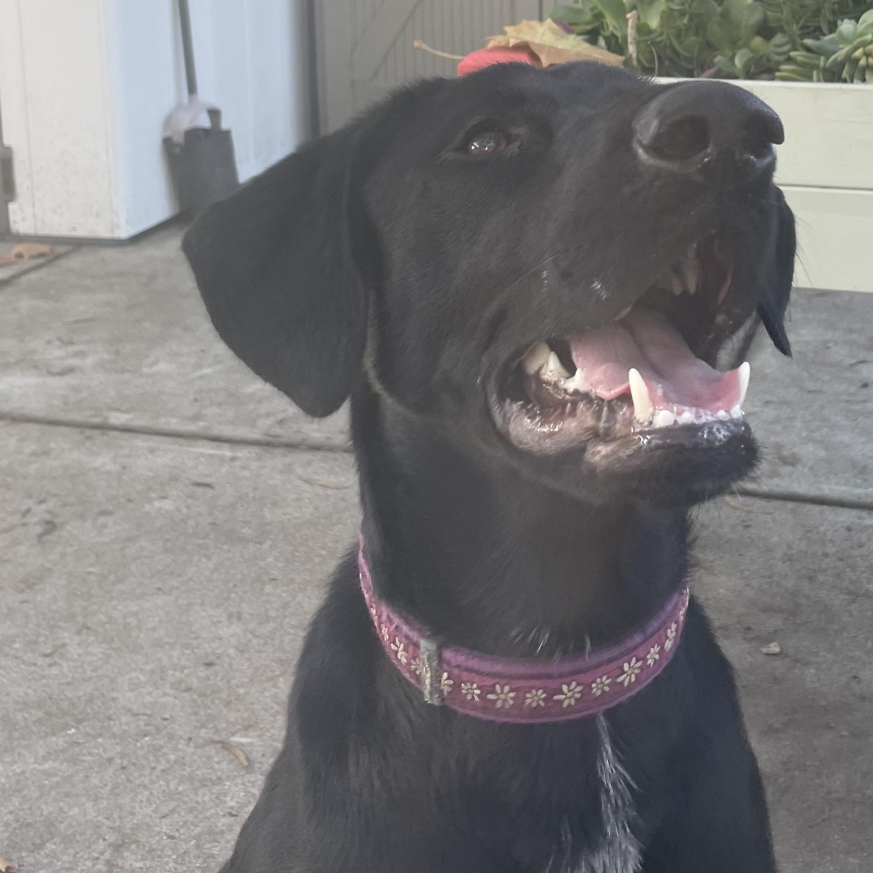 Una, ADOPTABLE, Young Female Labrador Retriever.