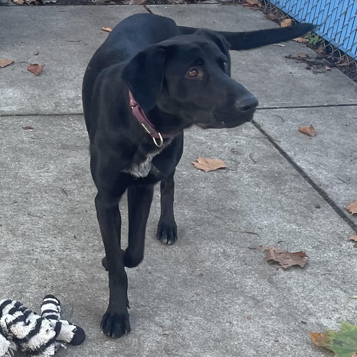 Una, a ADOPTABLE mixed breed in San Francisco, CA image 2/6