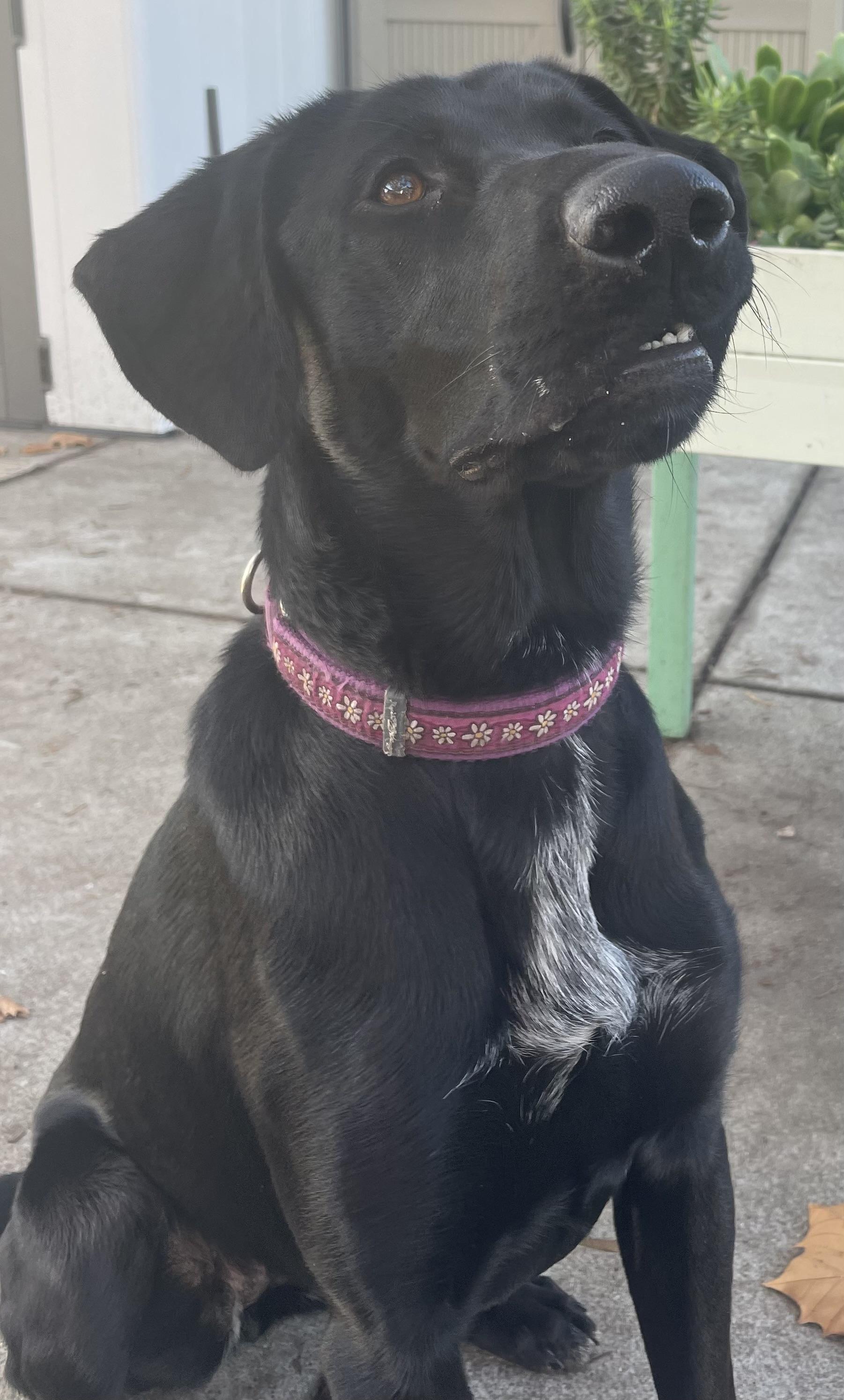 Una, a ADOPTABLE mixed breed in San Francisco, CA image 3/6