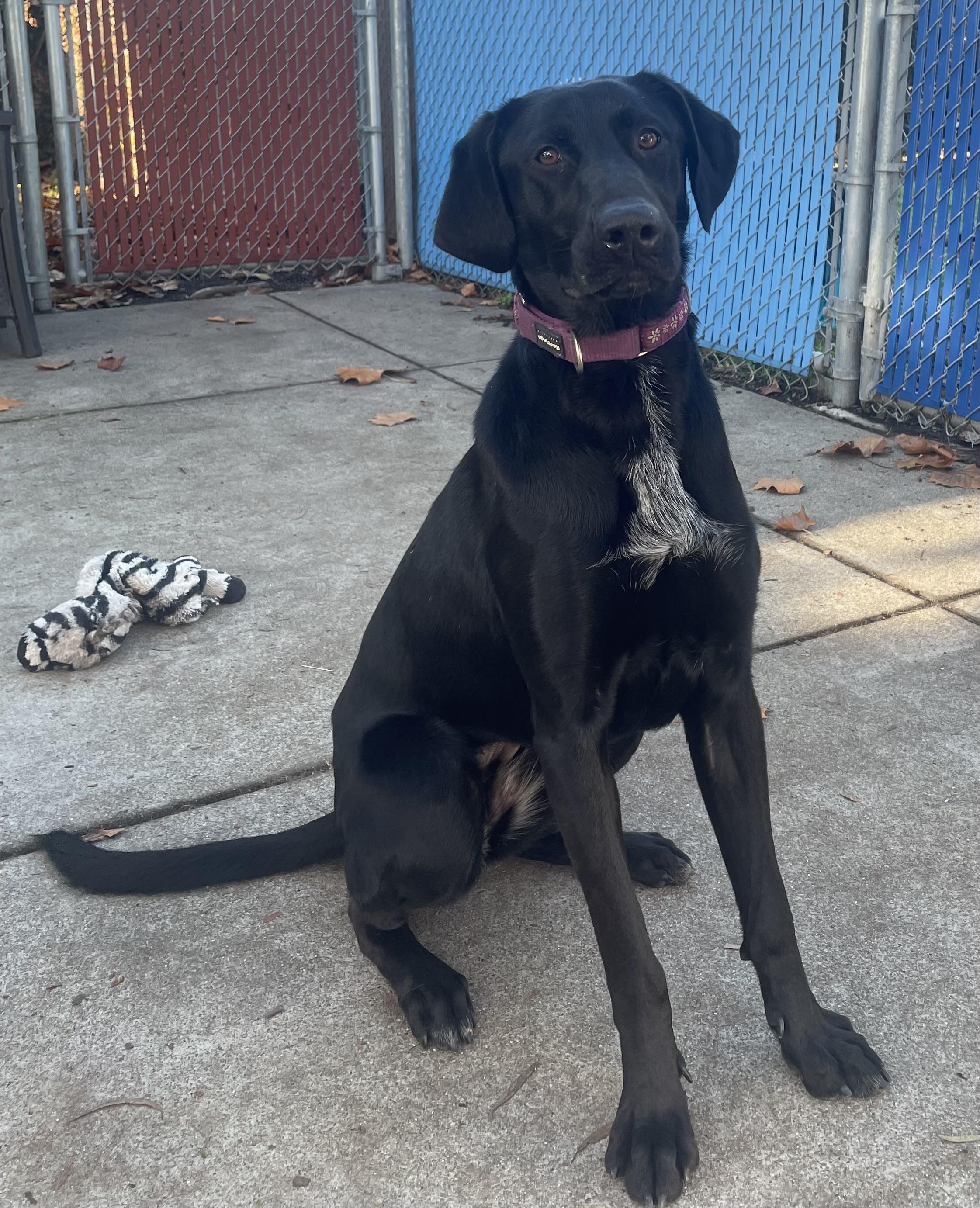 Una, a ADOPTABLE mixed breed in San Francisco, CA image 4/6
