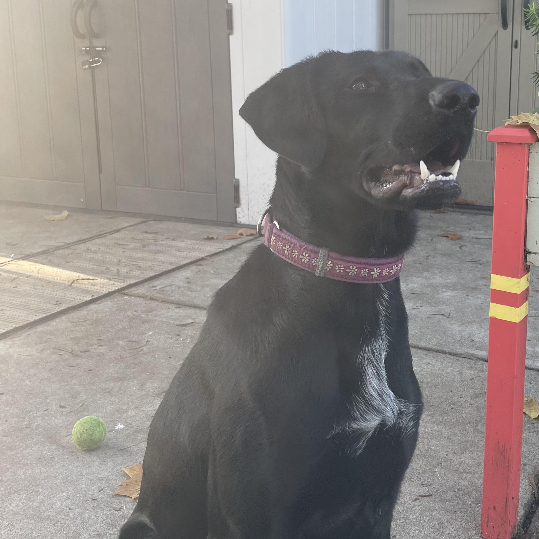 Una, a ADOPTABLE mixed breed in San Francisco, CA image 5/6