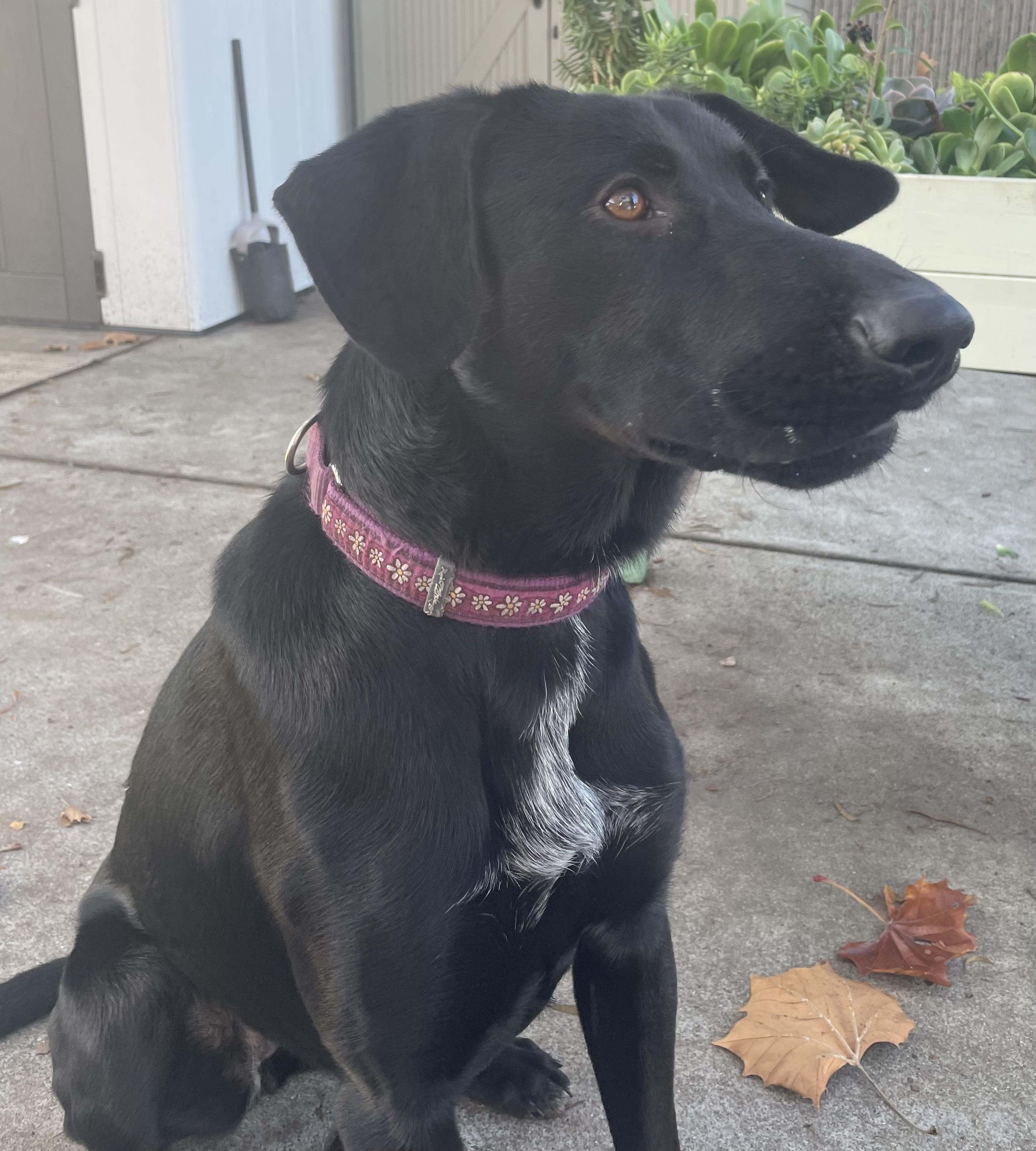 Una, a ADOPTABLE mixed breed in San Francisco, CA image 6/6