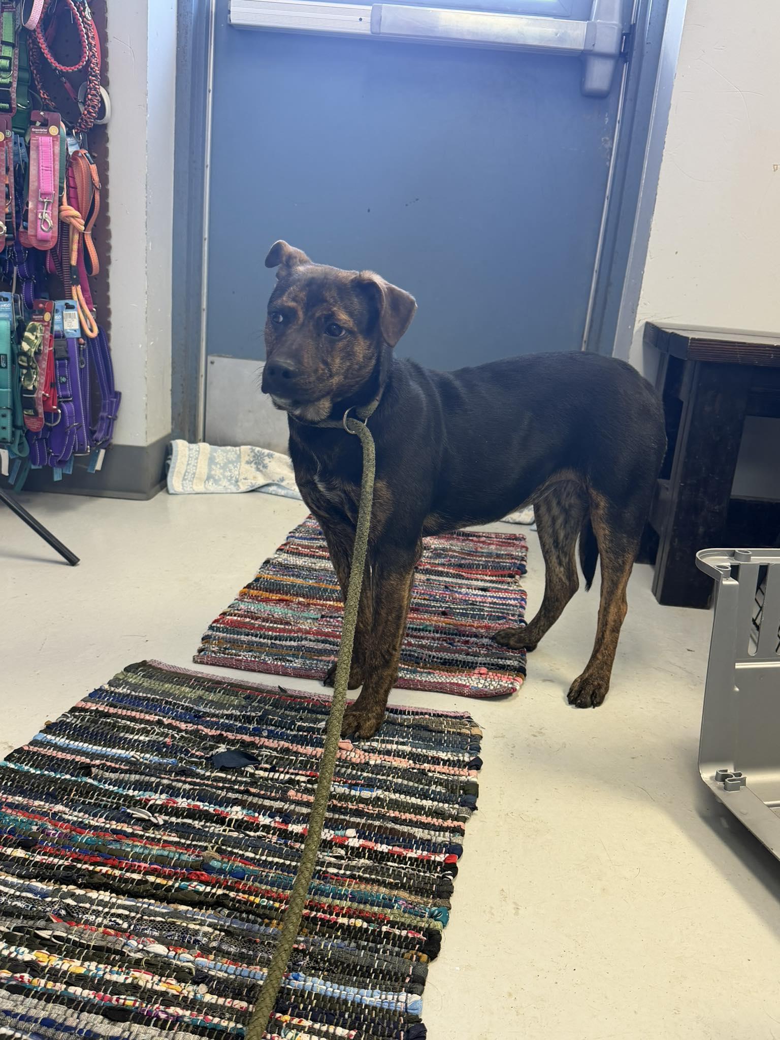 Enlarge Dixie, a Adoptable Basenji in Pryor, OK image 1/1