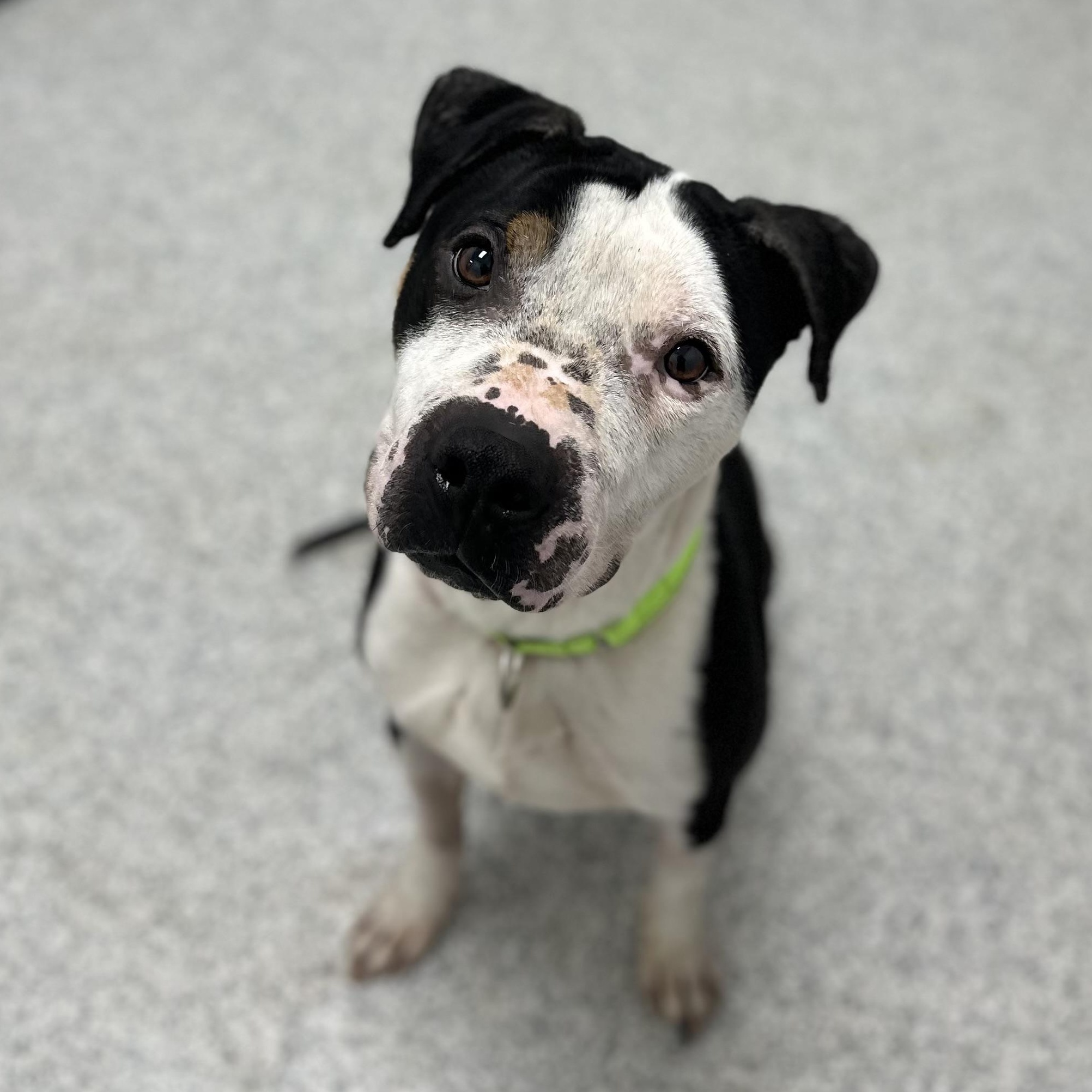 Enlarge Enzo, a Adoptable Mixed Breed in Youngstown, OH image 4/4