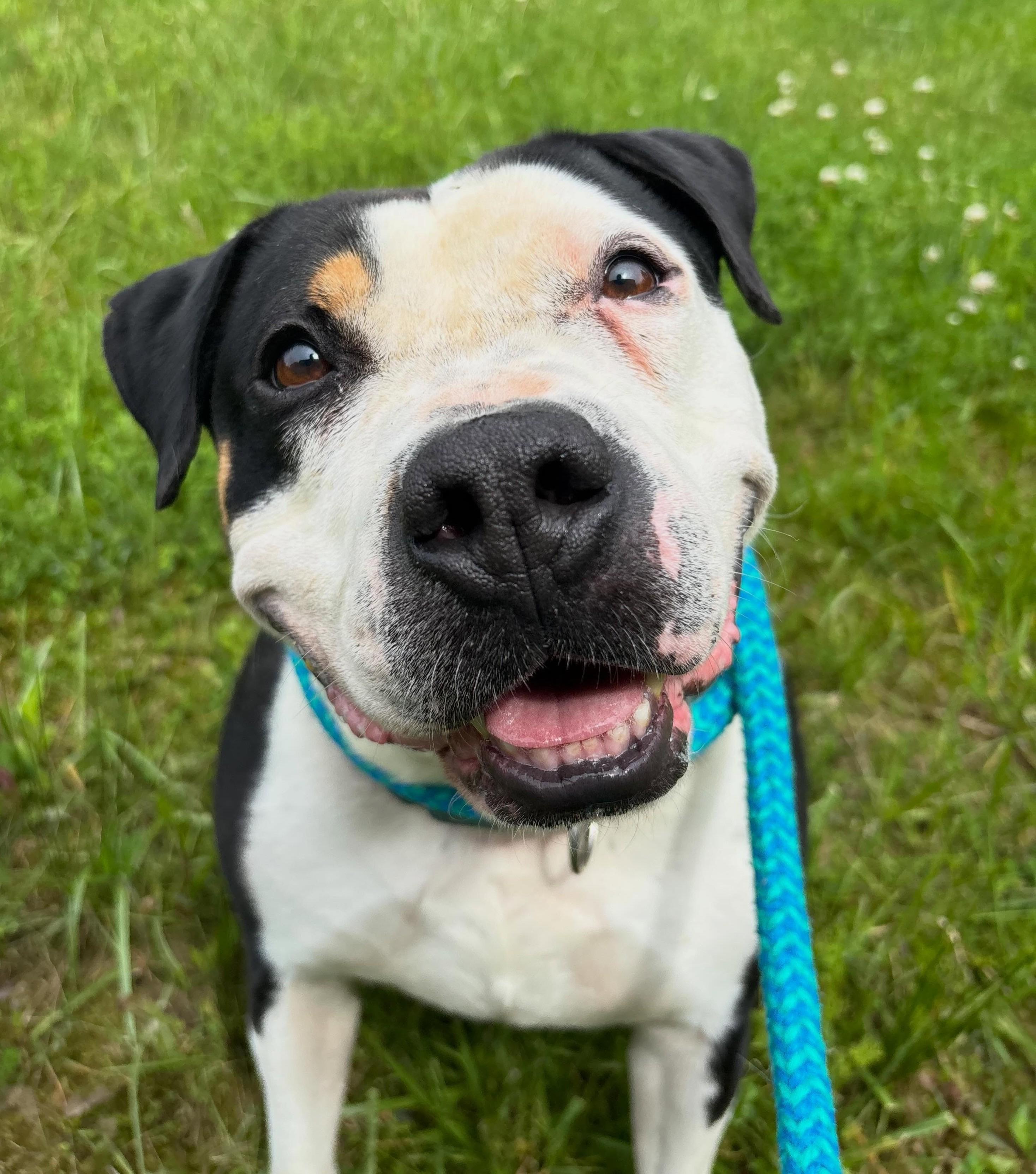 Enzo, Adoptable, Adult Male Mixed Breed.