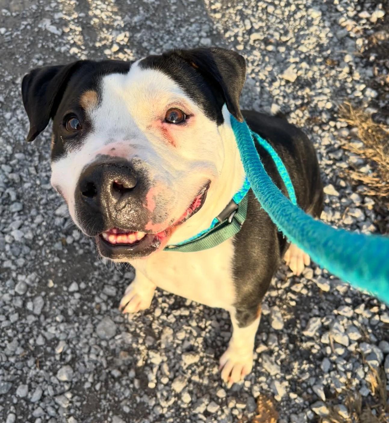 Enlarge Enzo, a Adoptable Mixed Breed in Youngstown, OH image 3/4