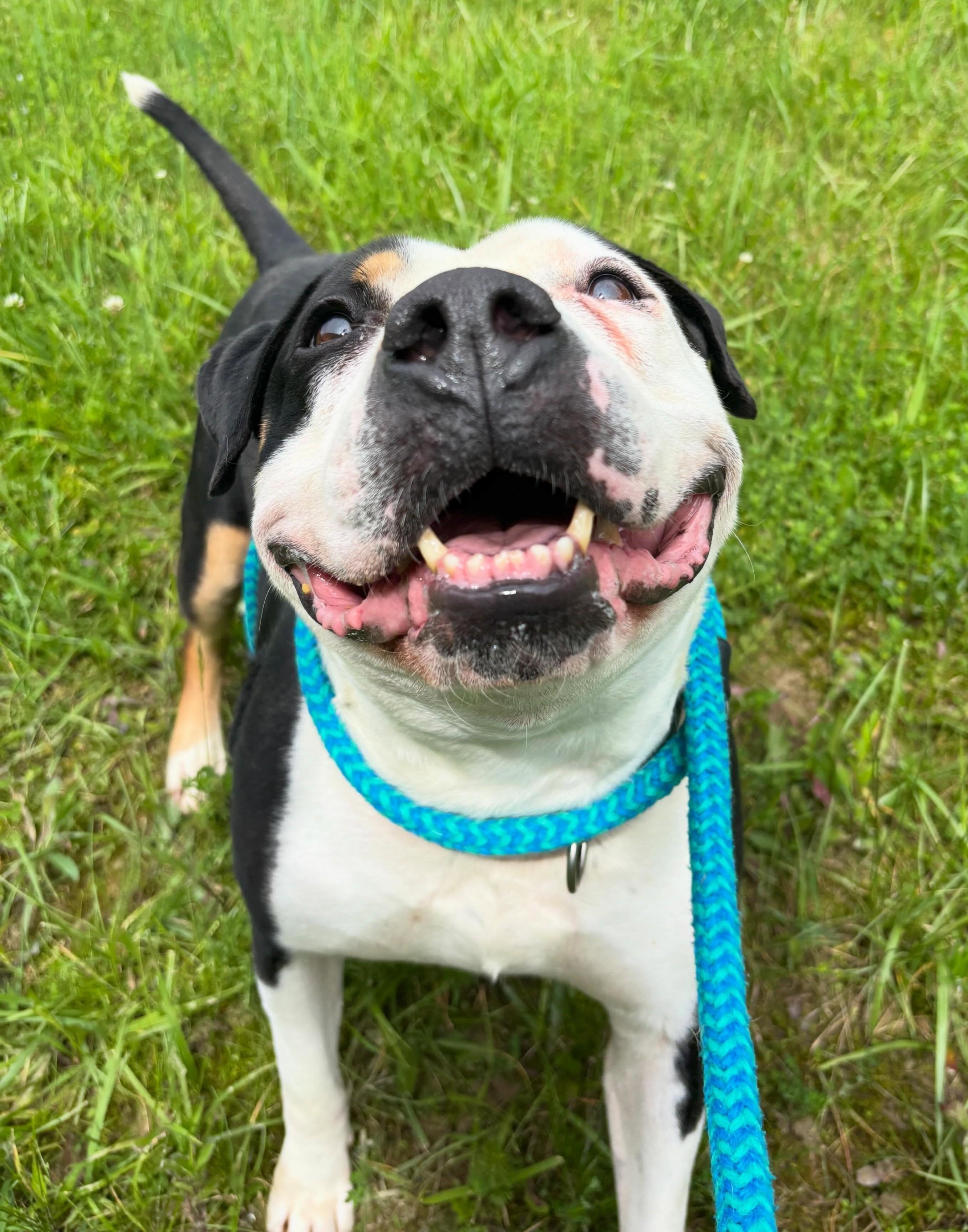 Enlarge Enzo, a Adoptable Mixed Breed in Youngstown, OH image 2/4