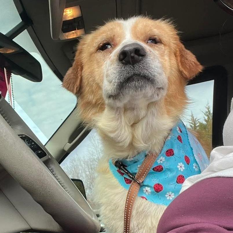 Puff, Adoptable, Adult Female Mixed Breed.