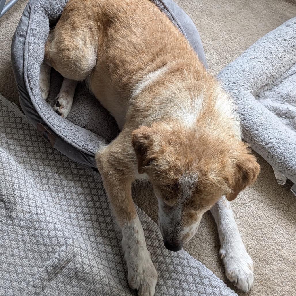 Puff, Adoptable, Adult Female Mixed Breed.