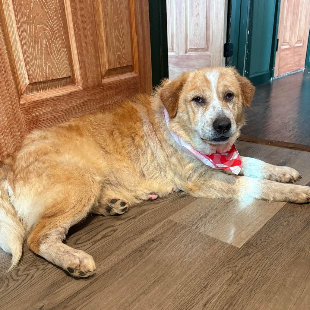 Puff, Adoptable, Adult Female Mixed Breed.