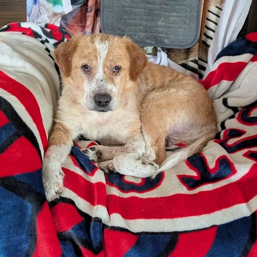 Puff, a Adoptable Mixed Breed in Clarksville, TN image 2/6