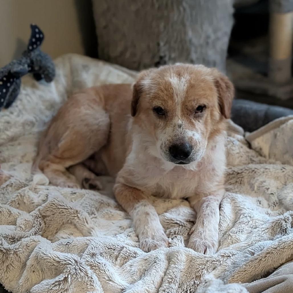 Puff, a Adoptable Mixed Breed in Clarksville, TN image 3/6