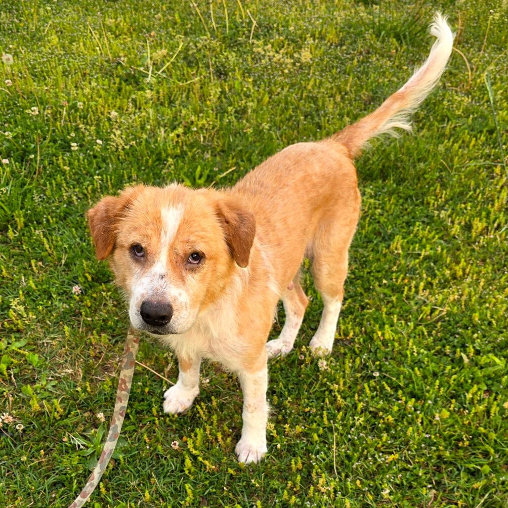 Enlarge Puff, a Adoptable Mixed Breed in Clarksville, TN image 2/2