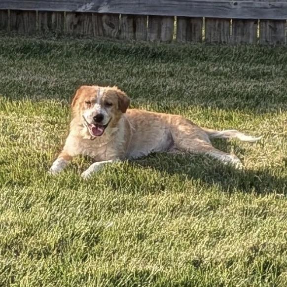 Puff, a Adoptable Mixed Breed in Clarksville, TN image 5/6