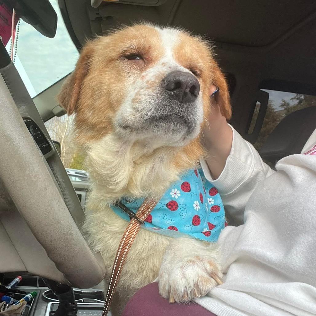 Enlarge Puff, a Adoptable Mixed Breed in Clarksville, TN image 4/6