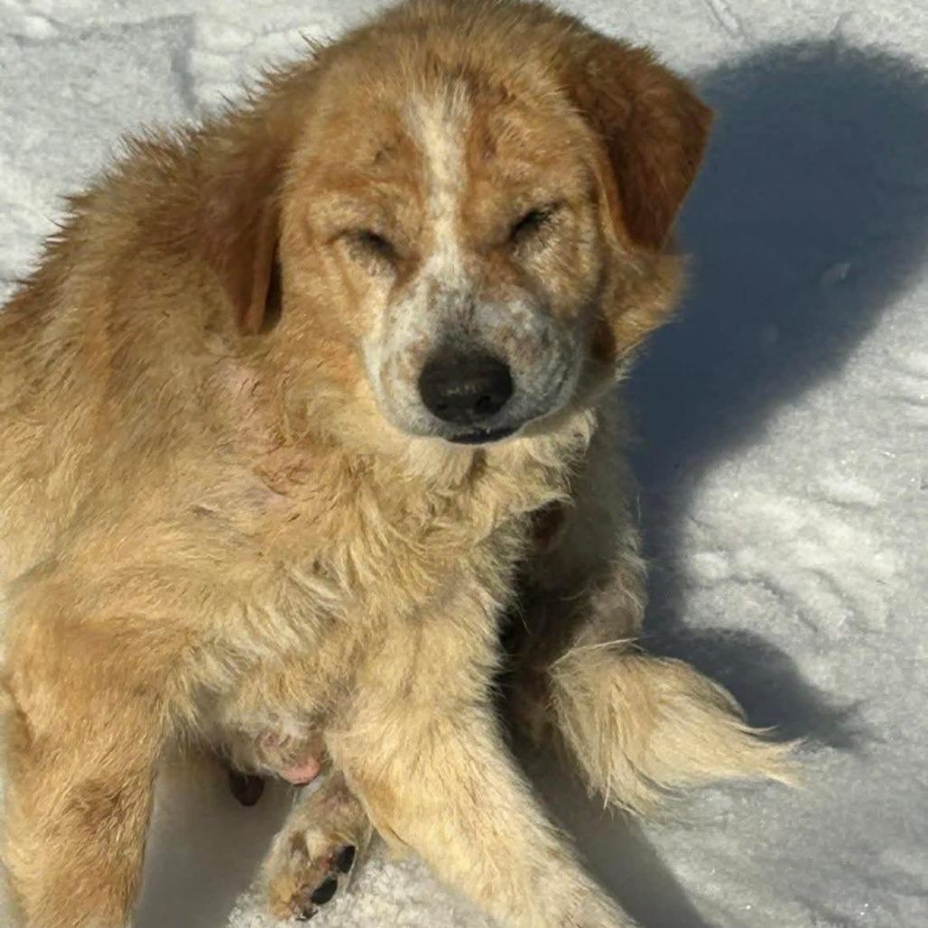 Enlarge Puff, a Adoptable Mixed Breed in Clarksville, TN image 5/6