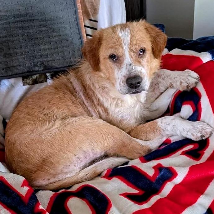 Puff, a Adoptable Mixed Breed in Clarksville, TN image 6/6