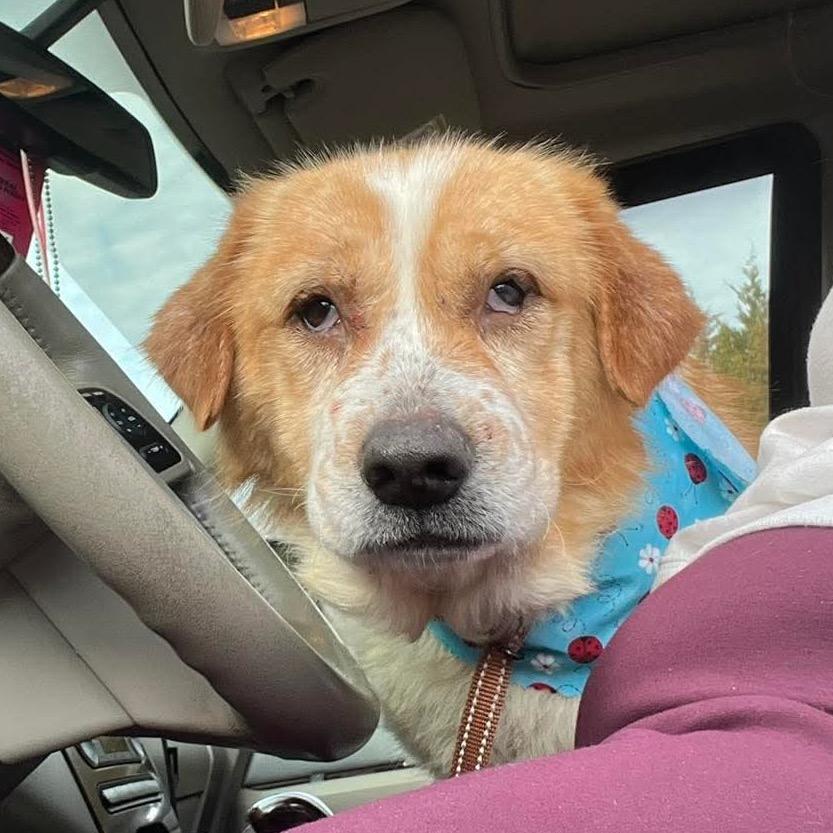 Enlarge Puff, a Adoptable Mixed Breed in Clarksville, TN image 6/6