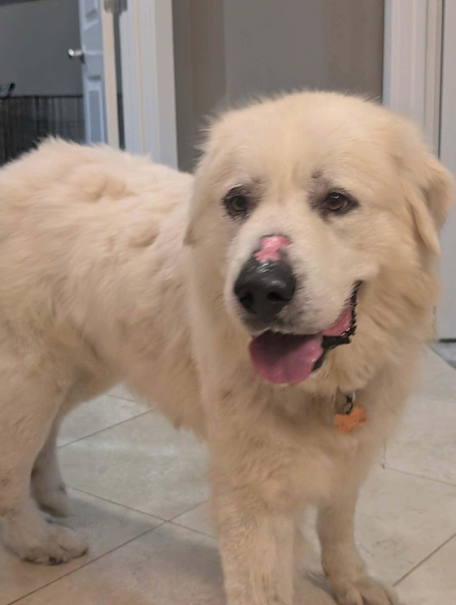Goliath, Adoptable, Adult Male Great Pyrenees.