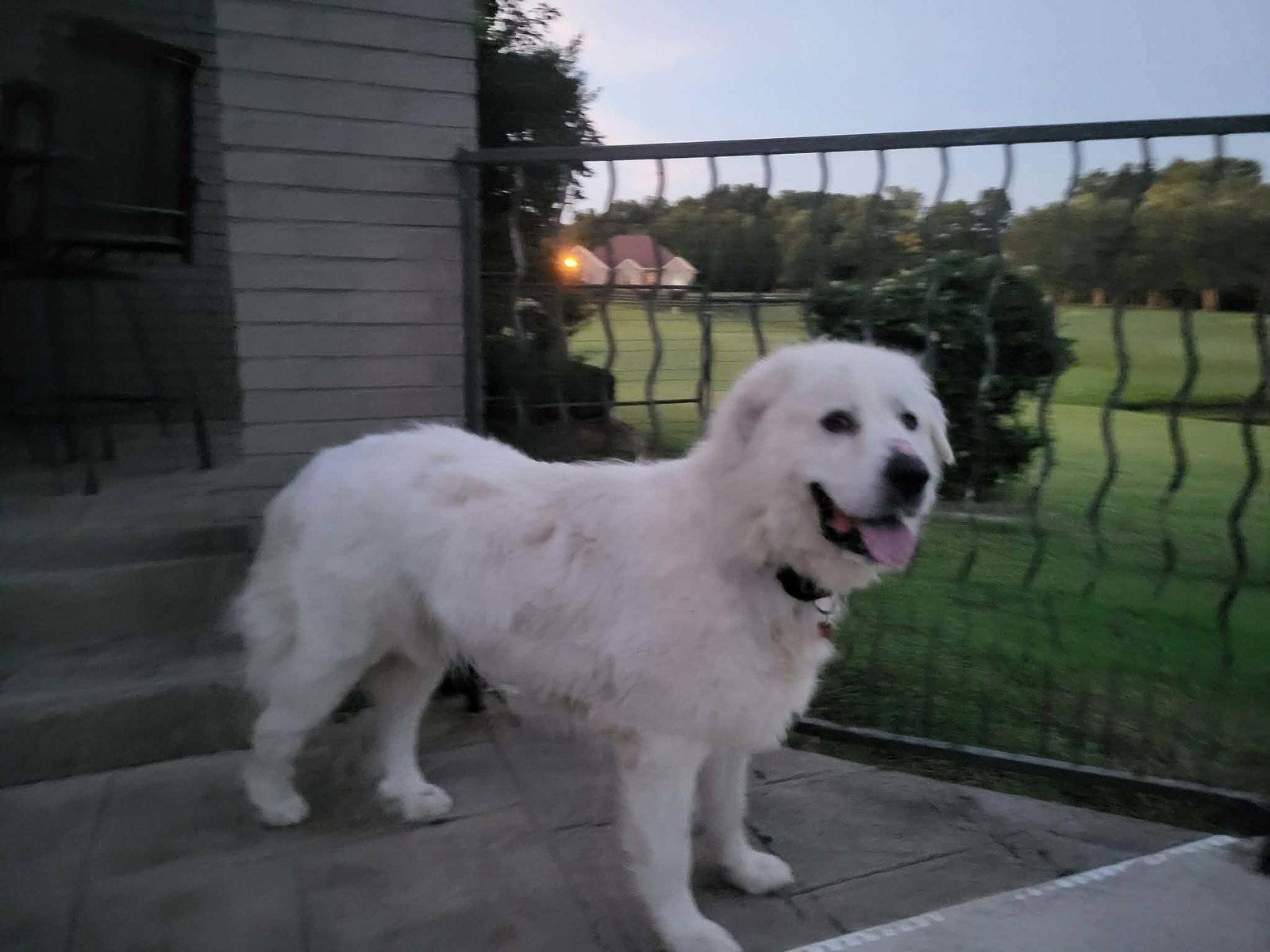 Enlarge Goliath, a Adoptable Great Pyrenees in Croydon, NH image 2/3