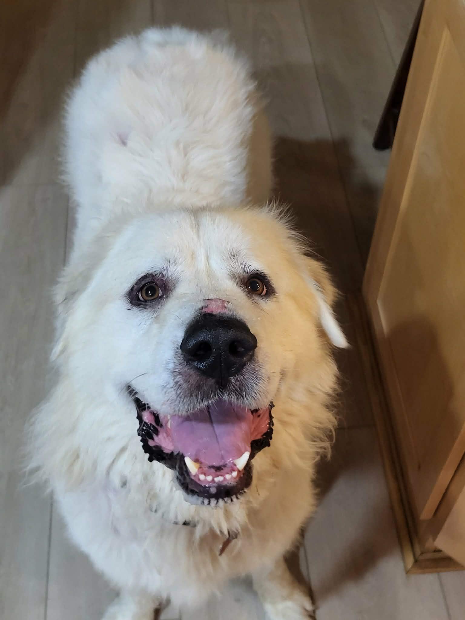 Enlarge Goliath, a Adoptable Great Pyrenees in Croydon, NH image 3/3