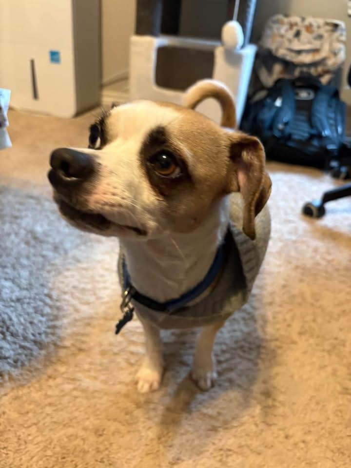 chico, Adoptable, Adult Male Chihuahua & Shih Tzu.