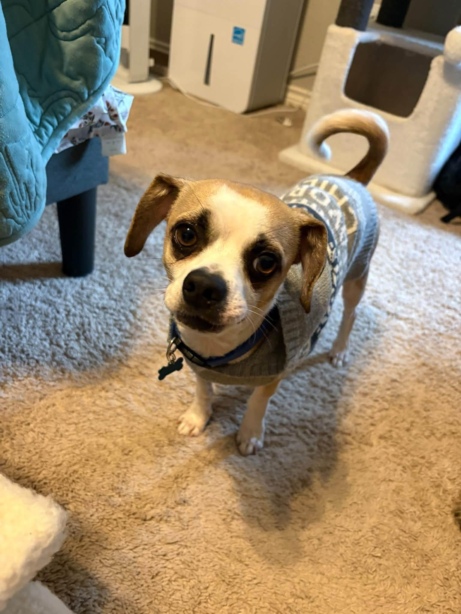 Enlarge chico, a Adoptable mixed breed in Garland, TX image 2/3