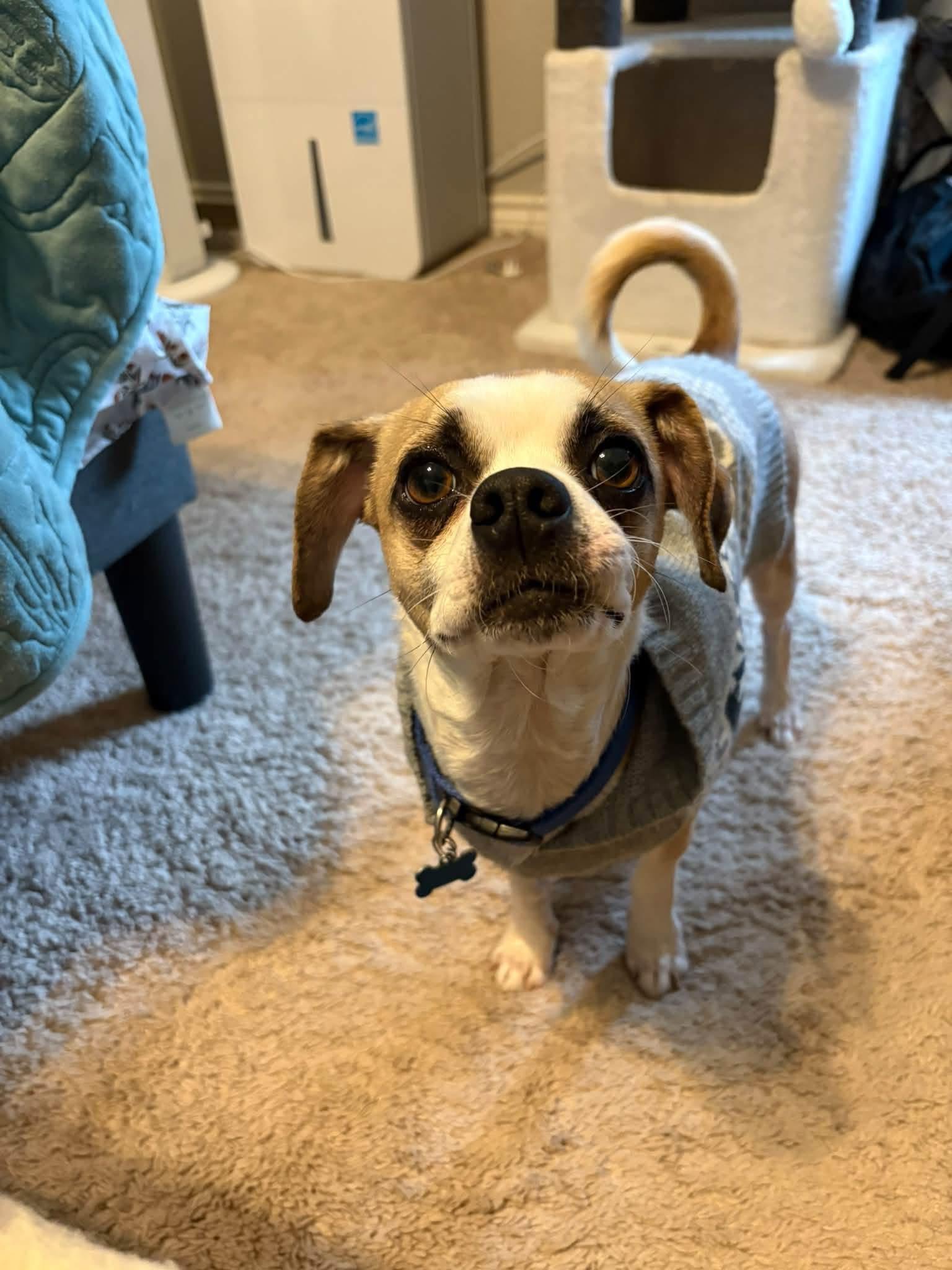 Enlarge chico, a Adoptable mixed breed in Garland, TX image 3/3