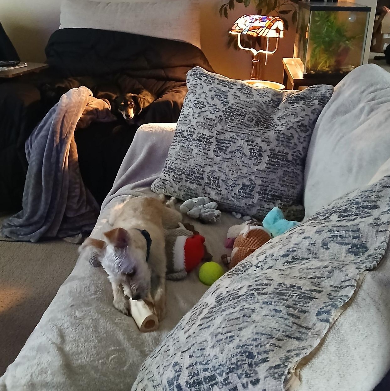 Enlarge Remi, an adopted mixed breed in Portland, OR image 2/6