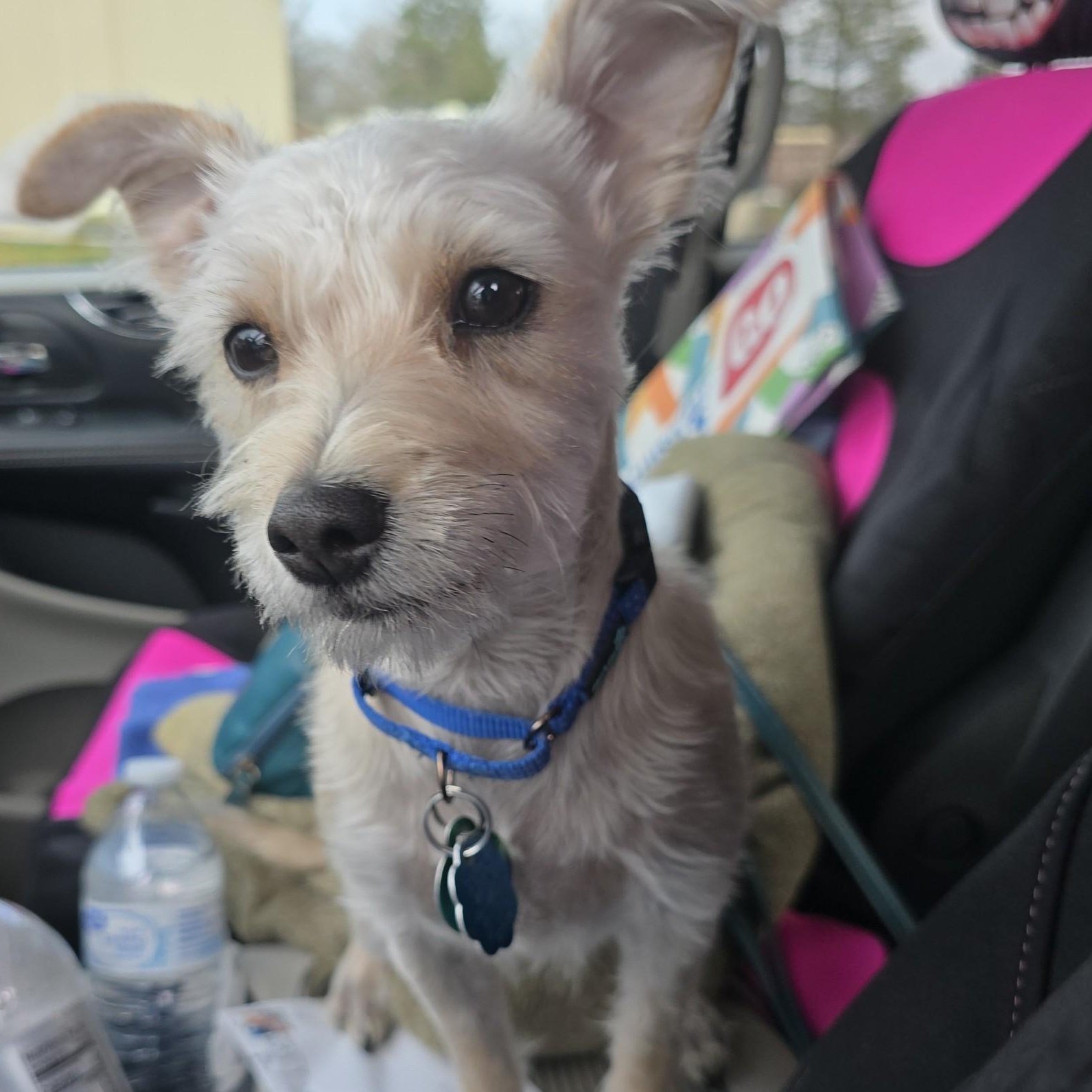 Remi, adopted, Young Female Terrier.
