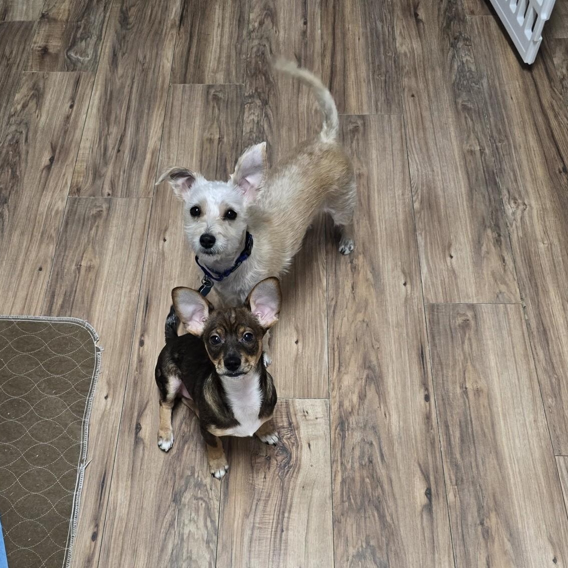 Enlarge Remi, an adopted mixed breed in Portland, OR image 4/6