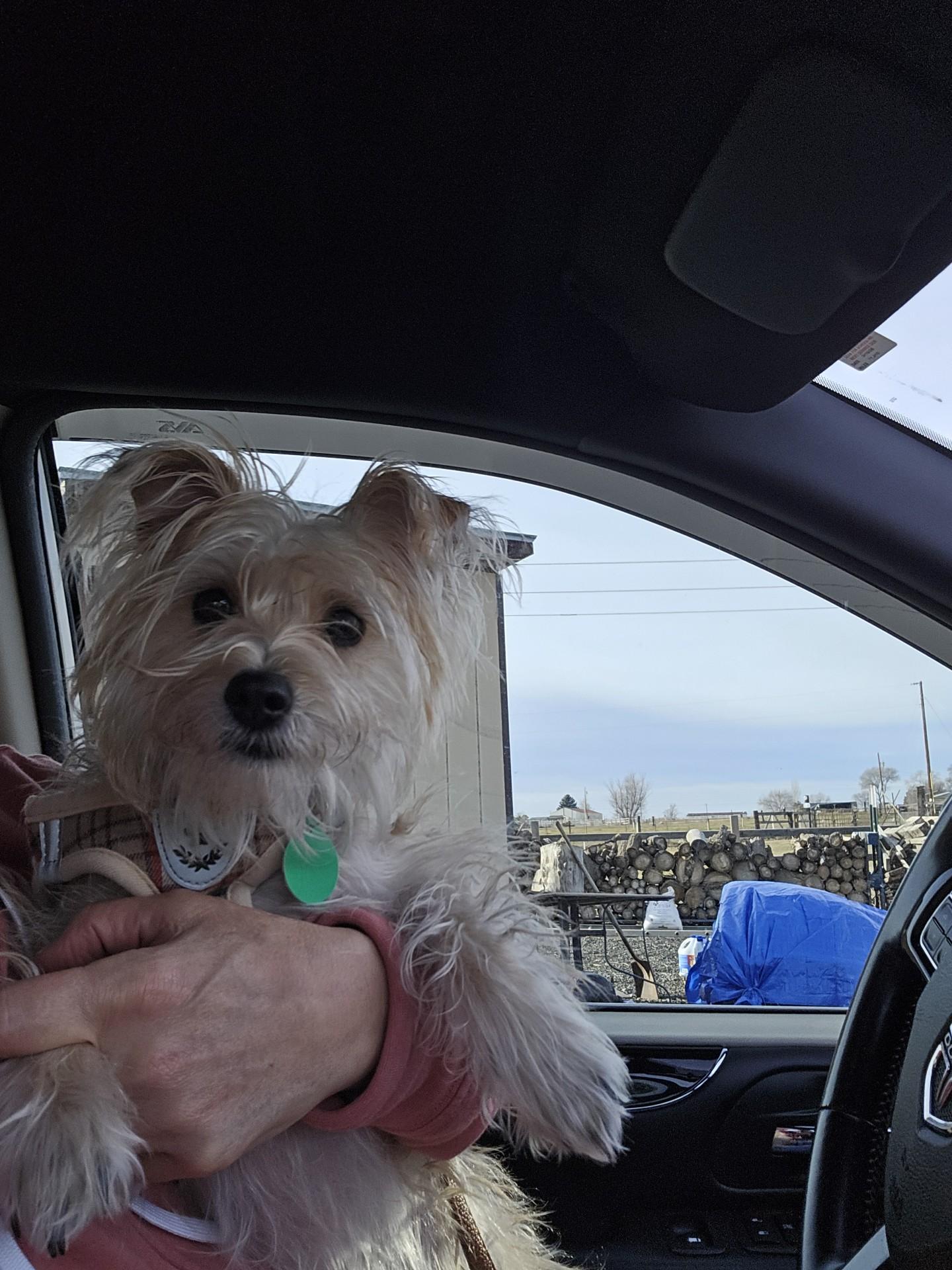 Enlarge Remi, an adopted mixed breed in Portland, OR image 5/6