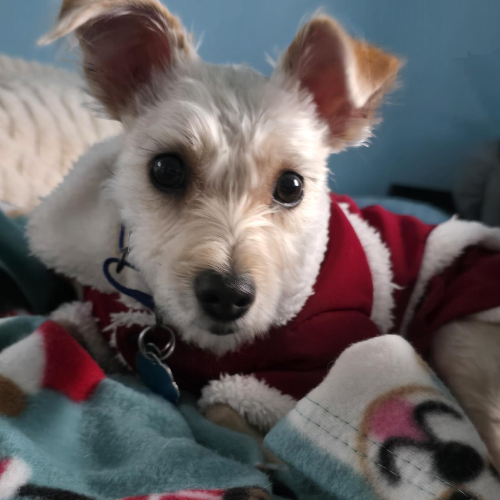 Enlarge Remi, an adopted mixed breed in Portland, OR image 3/6